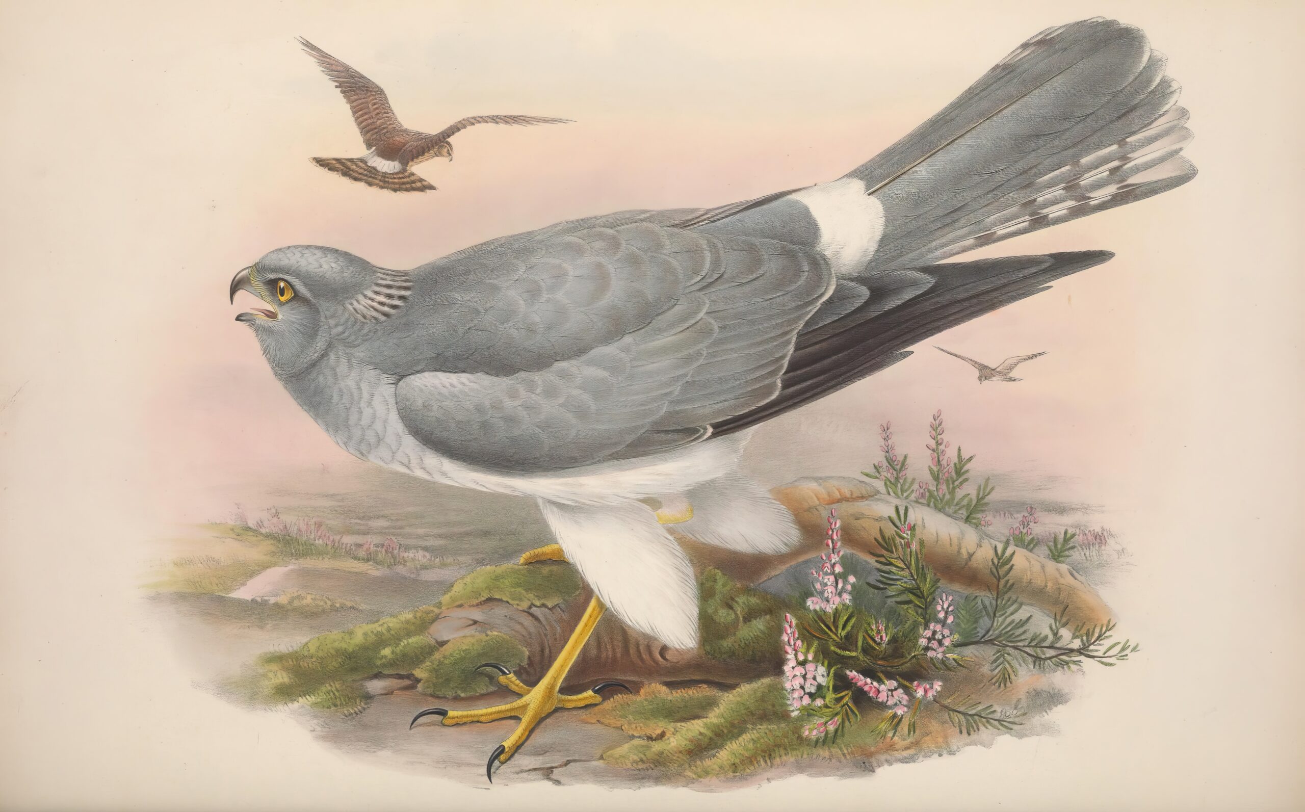 Groeten van de blauwe kiek