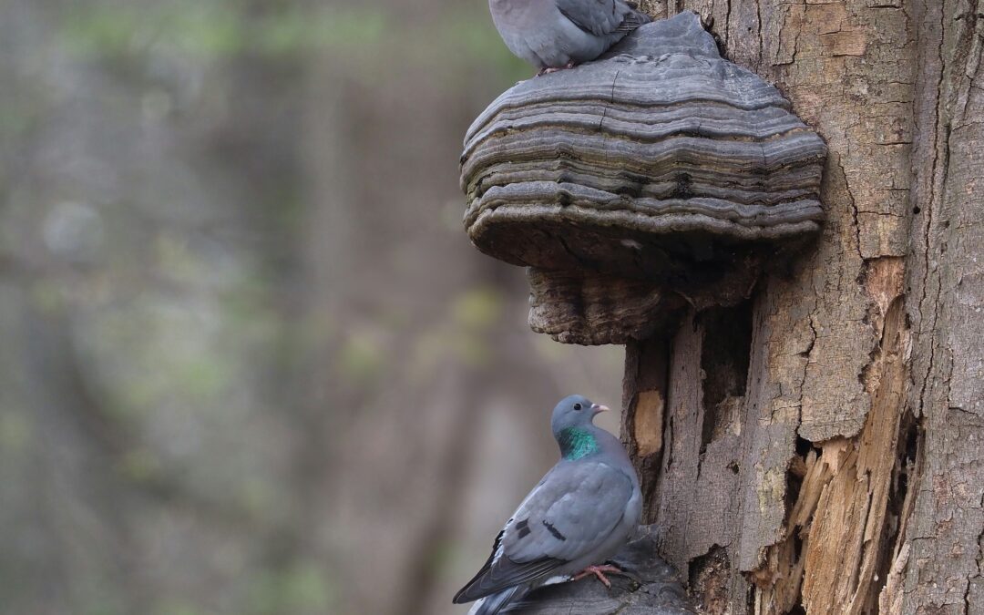 Vergeten blauwkes
