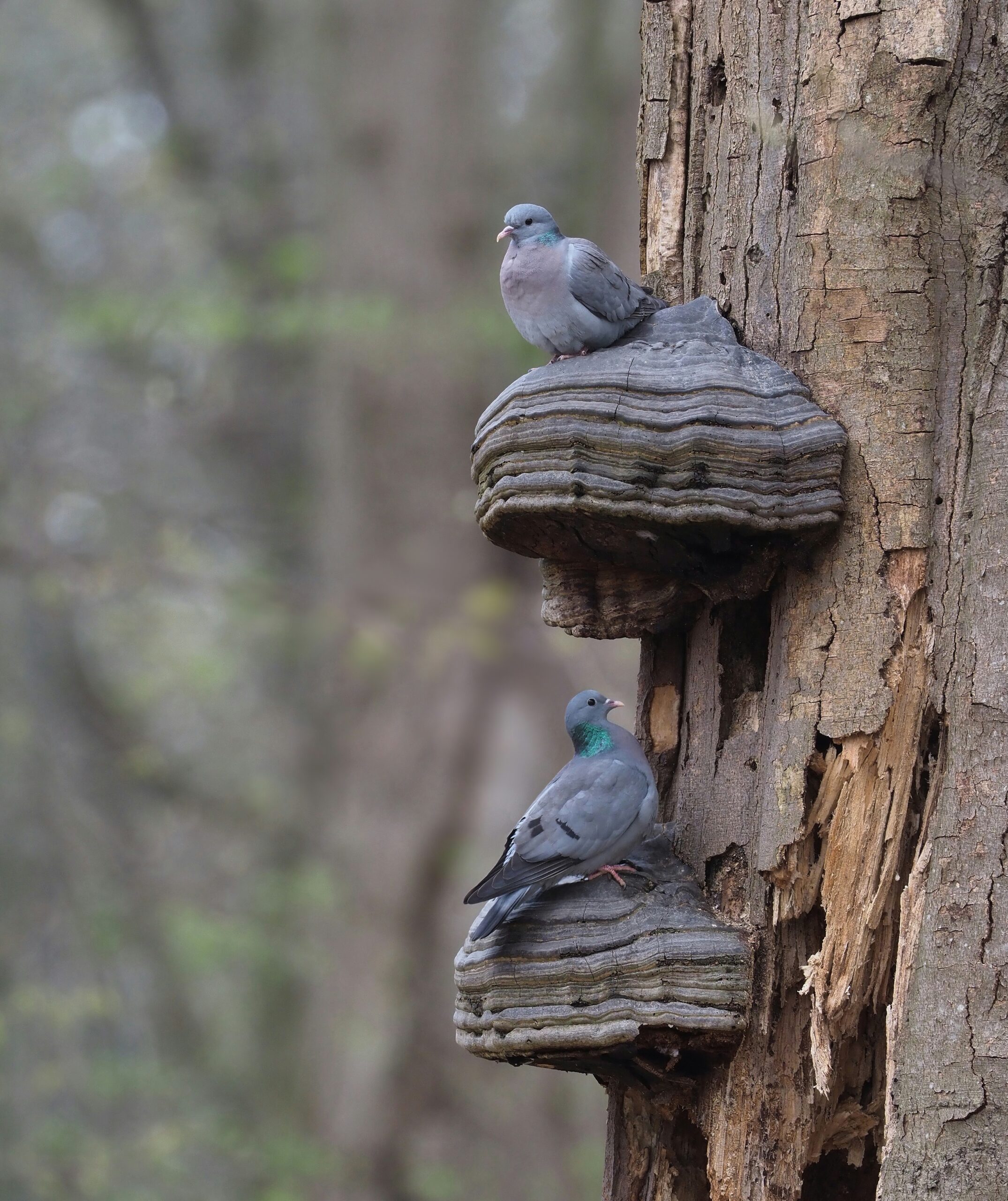 Vergeten blauwkes