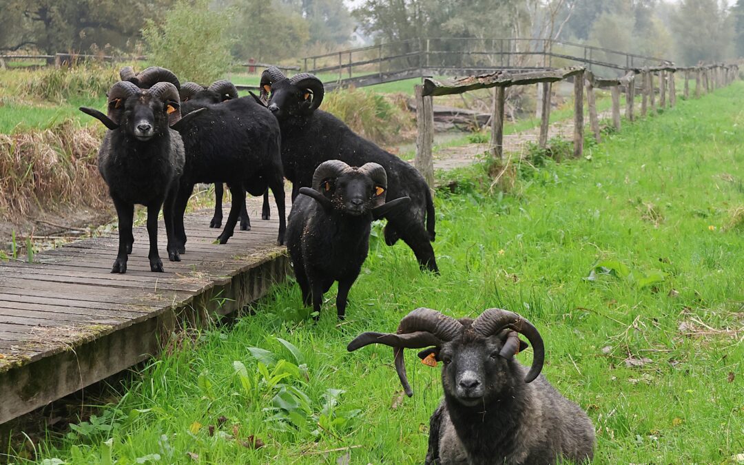 Schapenbegrazing in het Paddenbroek