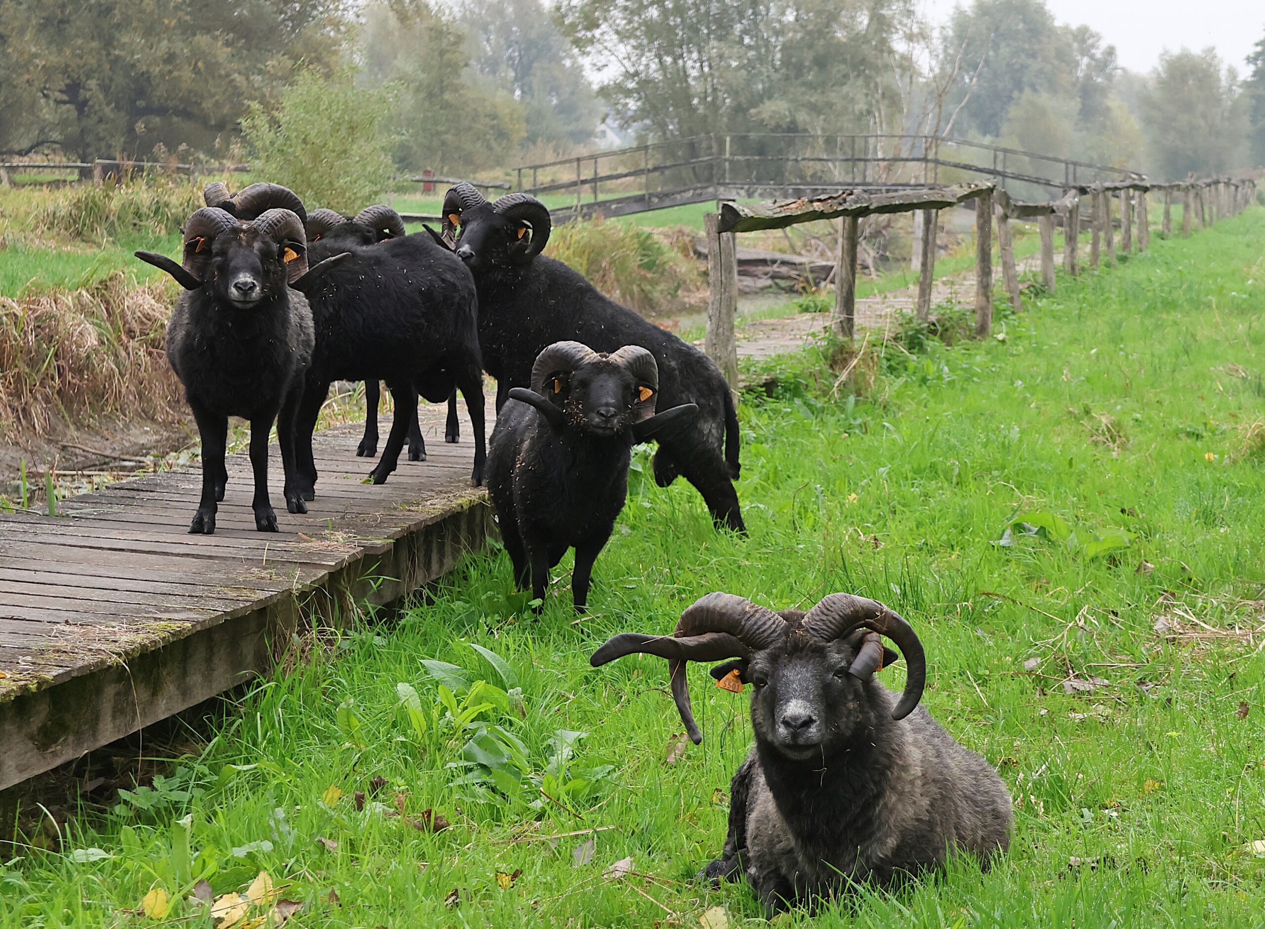 Schapenbegrazing in het Paddenbroek