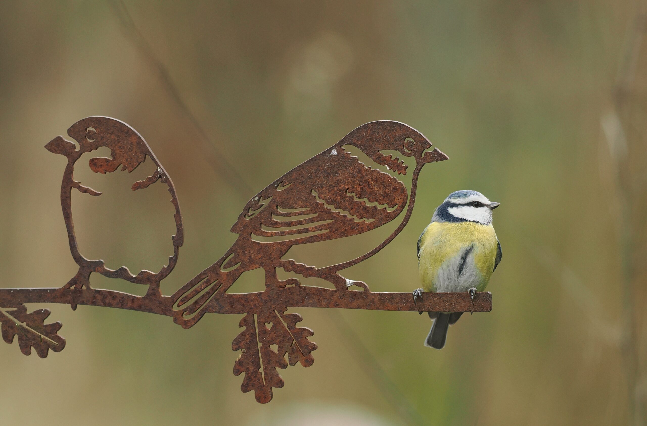 Vogeltelweekenden