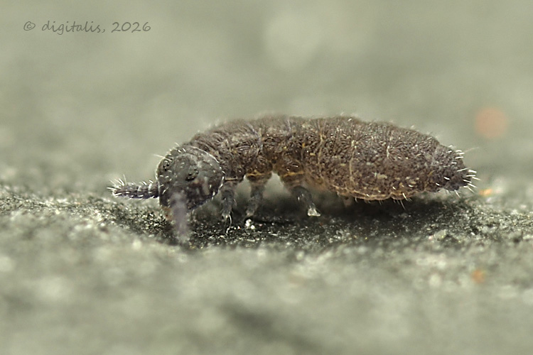 Xenylla sp. © Johan Raes