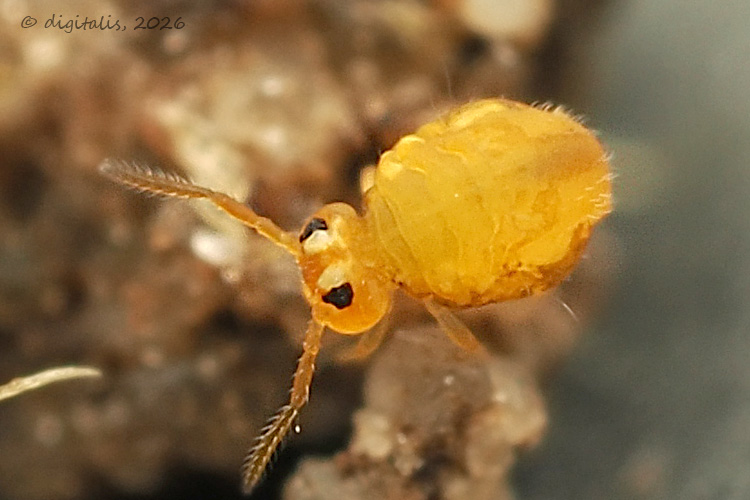 Sminthurinus aureus © Johan Raes