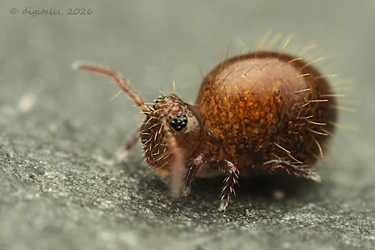 Allacma fusca © Johan Raes
