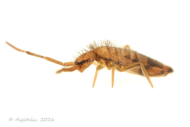Entomobrya nivalis © Johan Raes