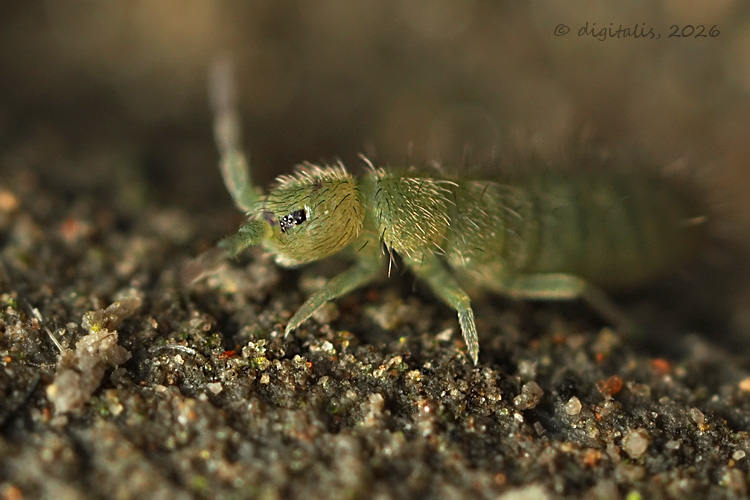 Isotoma viridis © Johan Raes