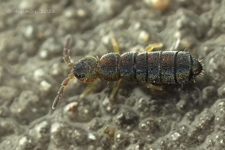 Vertagopus arboreus © Johan Raes
