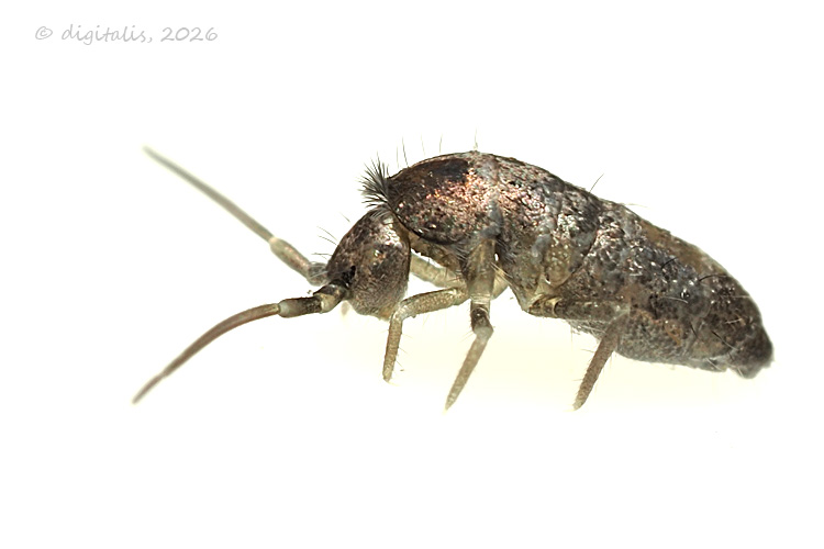 Tomocerus vulgaris © Johan Raes