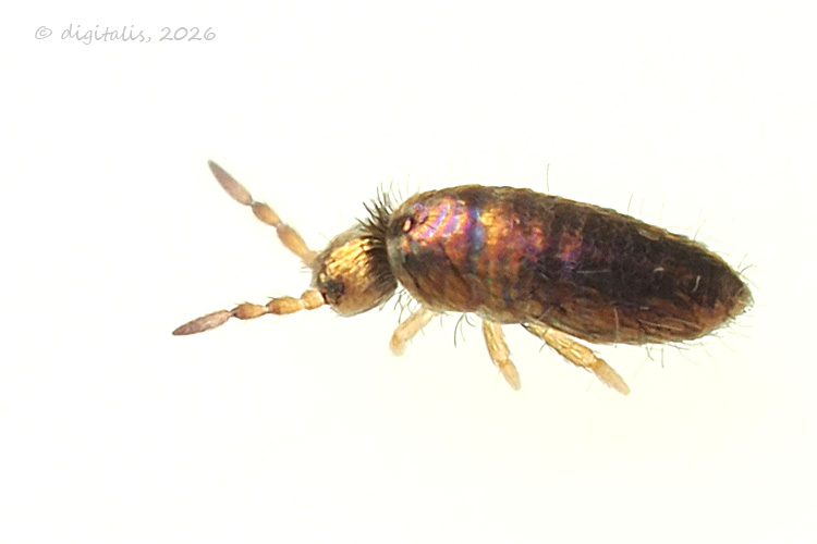 L. violaceus © Johan Raes