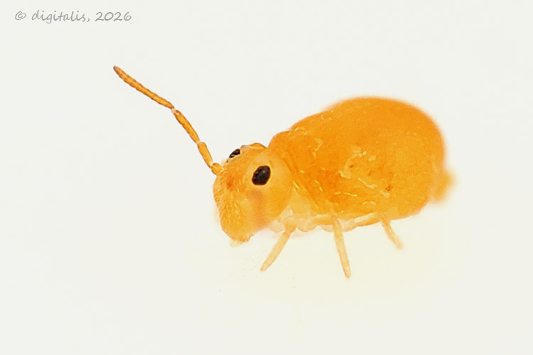Deuterosminthurus pallipes © Johan Raes