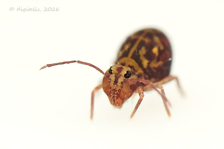 Dicyrtomina ornata © Johan Raes