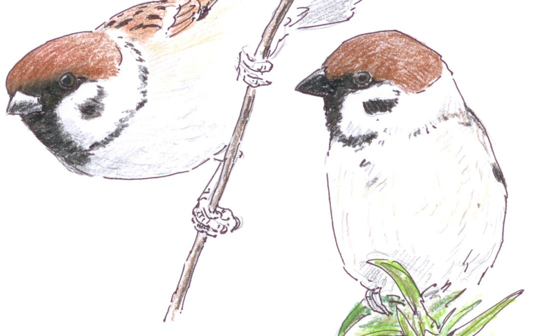 Zoals dikwijls:te laat, te weinig aan natuur gedacht …