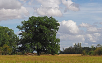 Bomen zijn minderweerloos dan gedacht