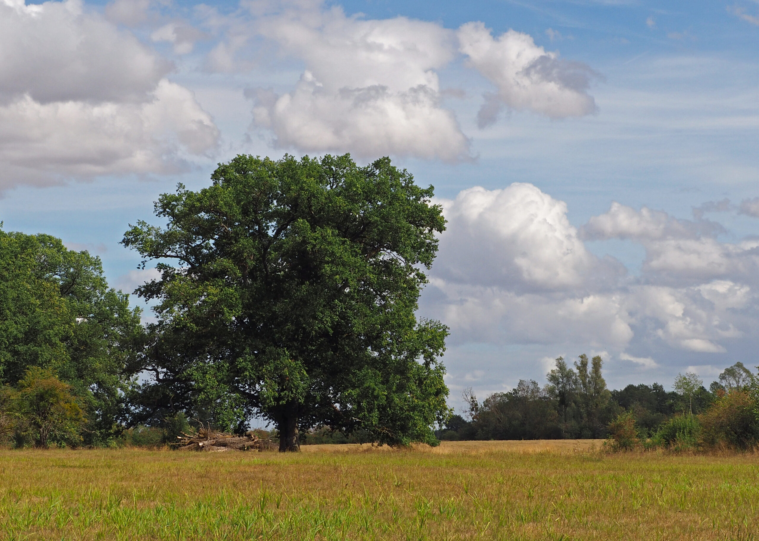 Bomen zijn minderweerloos dan gedacht