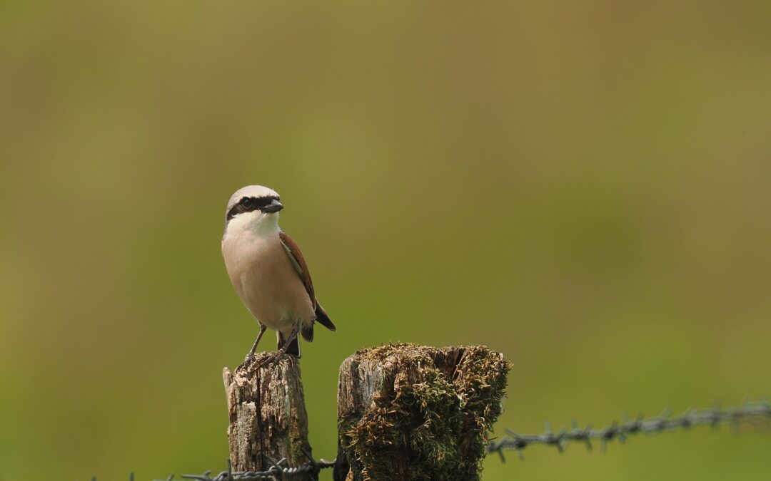 Birdathon 2026