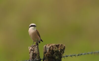 Birdathon 2026