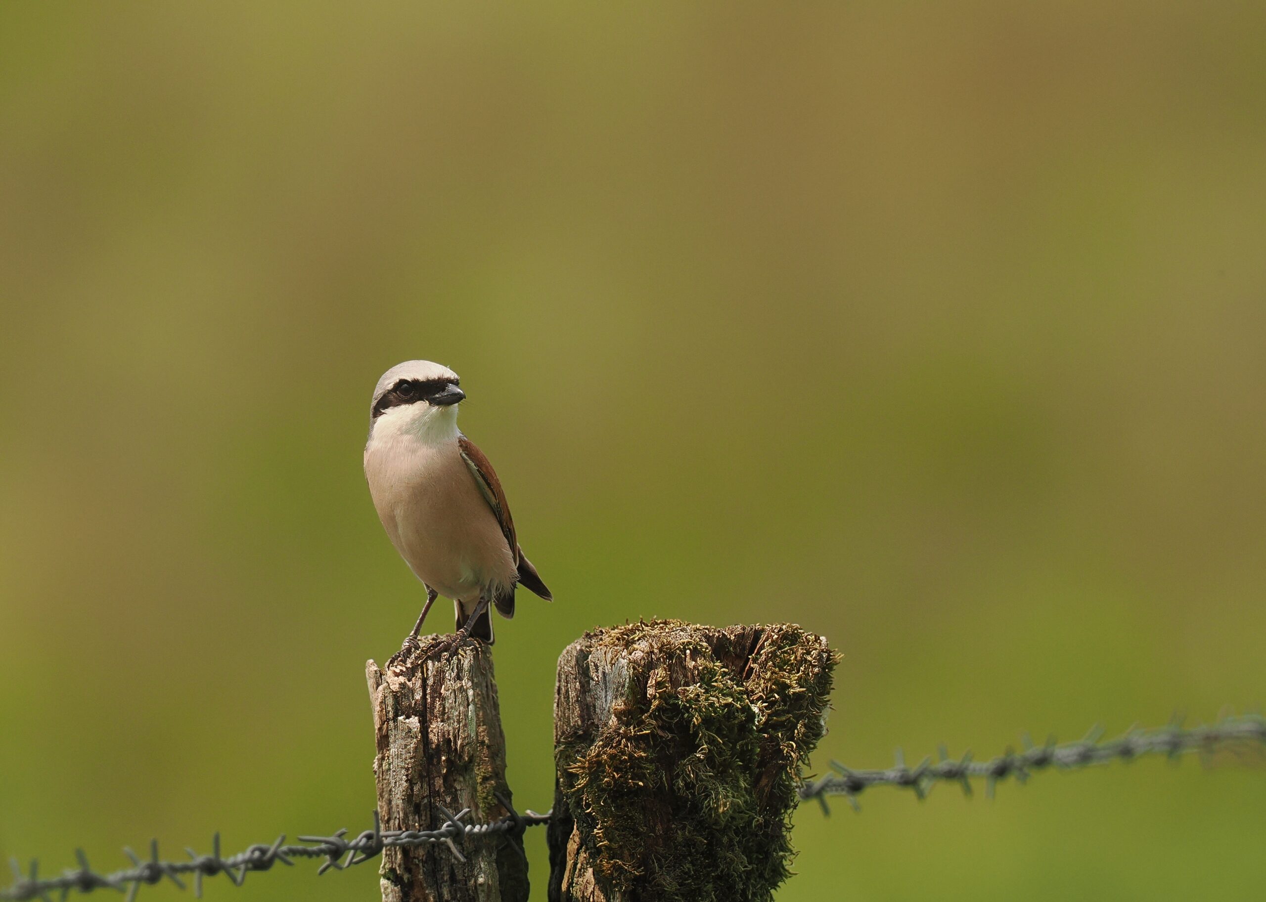 Birdathon 2026