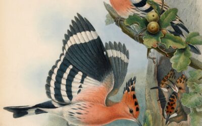 Bijzondere vogelwaarnemingen voorjaar 2026