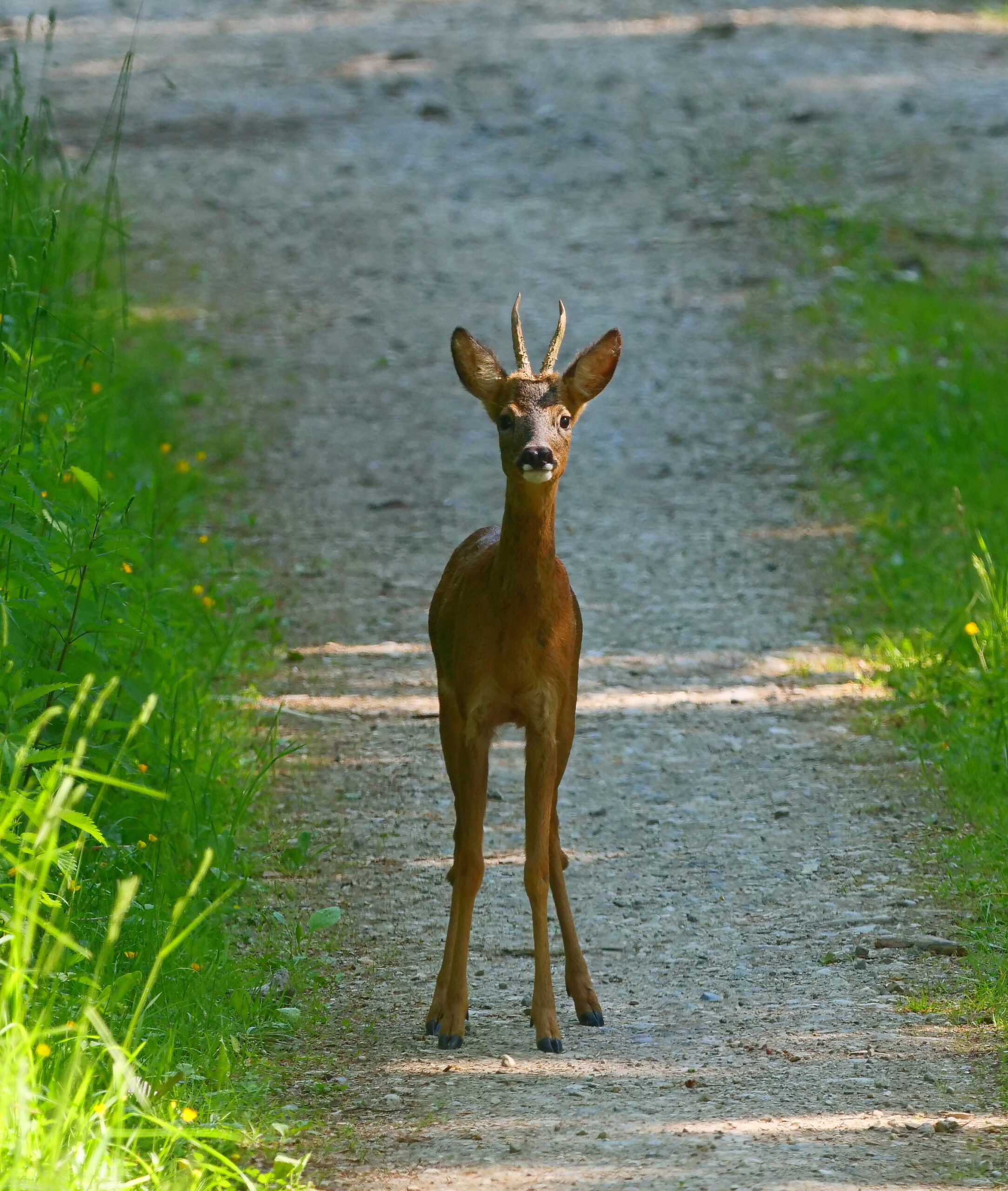 Een vroege lentewandelingop de Kluisberg