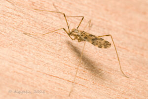 9. Ilisia maculata © Johan Raes